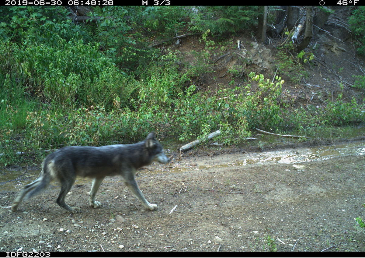 A gray wolf walking down a dirt road was photographed by a motion-triggered trail camera on June 30, 2019. The Idaho Department of Fish and Game uses trail camera photos like this one to estimate the state wolf population.