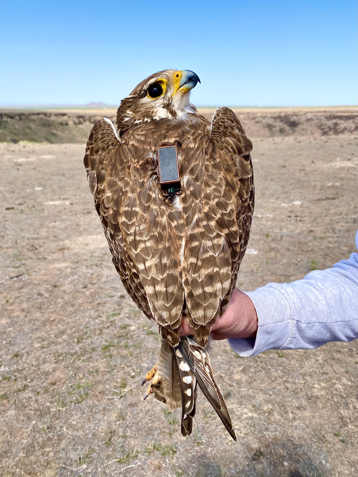 A raptor with a sharp beak, perched on an arm, looks back at the viewer and carries a small black box on its back.