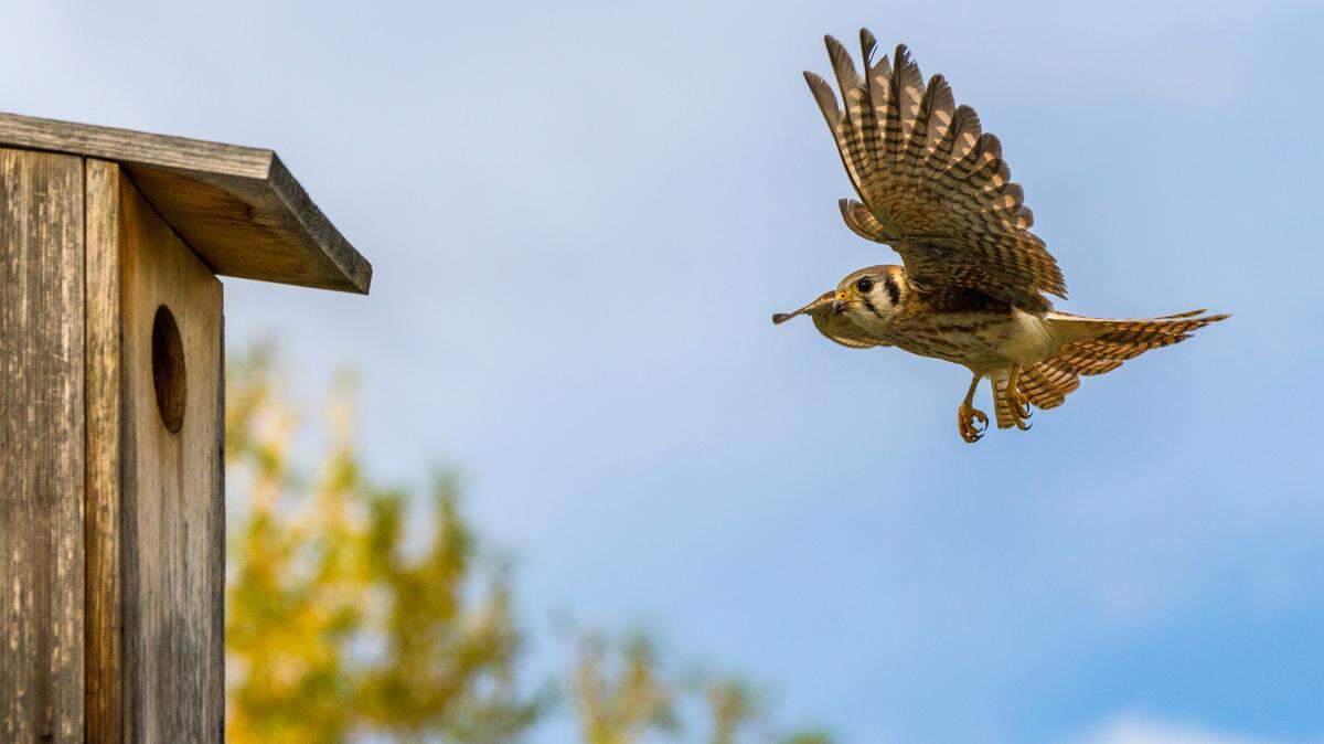 Wooden nest boxes in the Treasure Valley house American kestrels, where they are observed by Idaho scientists. 2022 marks the 30th year of data collection on this declining species.