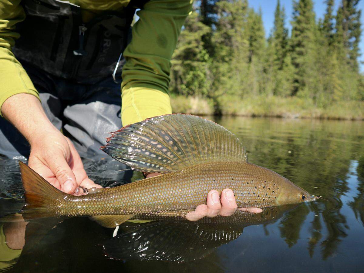 Ritz cradles an Arctic Grayling before releasing back into its native waters outside Fairbanks, Alaska.