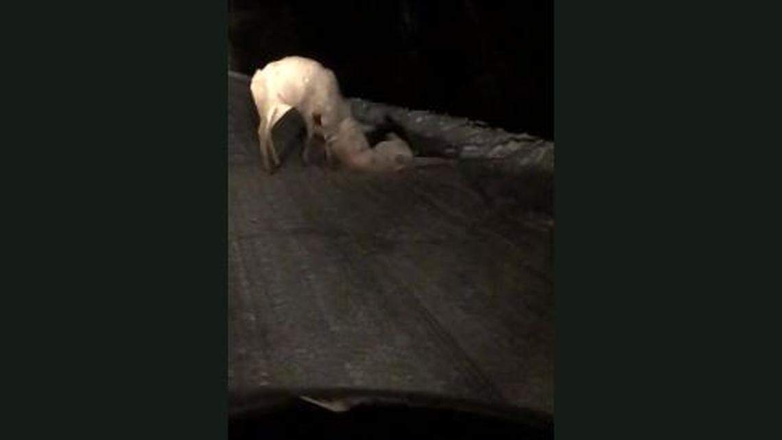 Idaho couple films viral video of mountain lion, deer locked in life-or-death battle