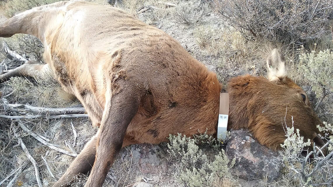 Someone shot an Idaho cow elk and her calf. Fish and Game needs help finding the poacher
