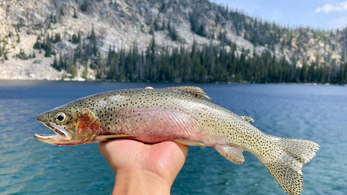 Westslope cutthroat trout — like this colored-up, 15-inch male — are a common find in Idaho’s high-elevation fisheries.