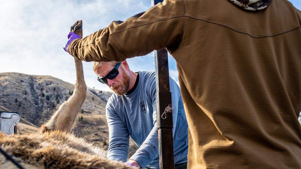 Idaho Fish and Game biologist Iver Hull, left, prepares a deer carcass to be skinned at Slate Creek Ranger Station in White Bird. Iver and his team are testing culled deer for chronic wasting disease, a contagious and fatal neurological disease that has been found in 12 percent of the deer population in the Slate Creek area south of White Bird.