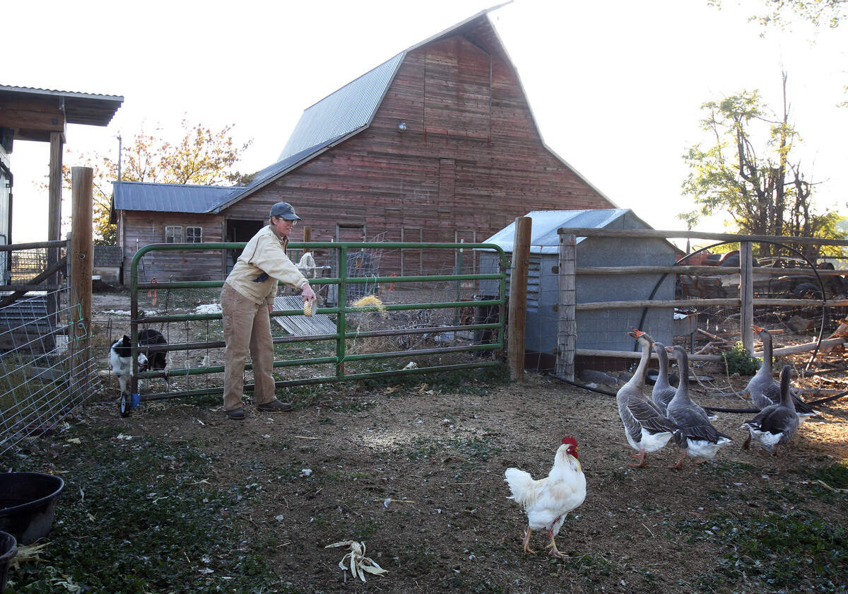 grass fed, lamb, chickens, eggs, farm, meadowlark