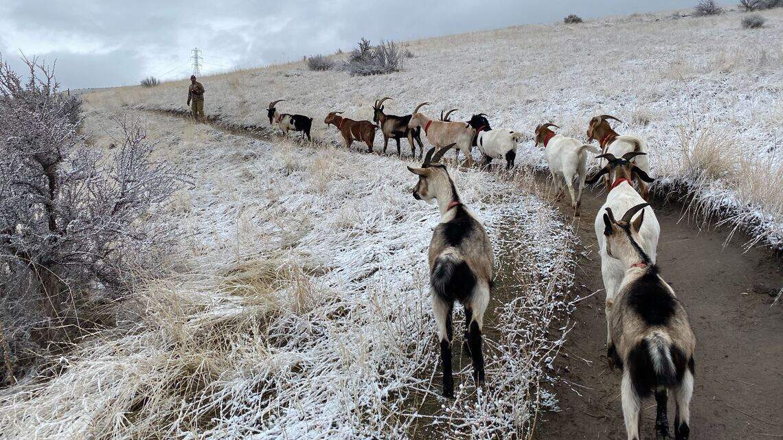 Pack goats lighten Boise man’s load in the backcountry, bring smiles on Foothills hikes