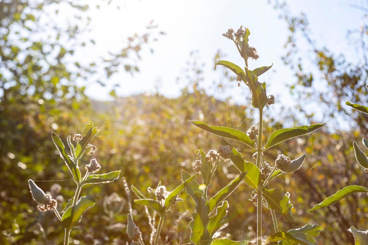 This milkweed plant is part of an area in Boise being monitored by the Golden Eagle Audubon Society for the Boise River ReWild project. The project aims to restore native plants and wildlife habitat along the Boise River.