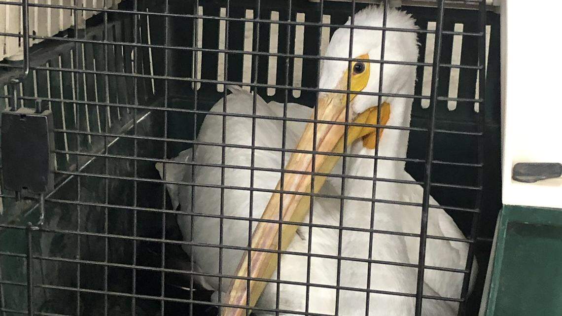 A wounded pelican that was having trouble flying is on its way to recovery in Colorado. 