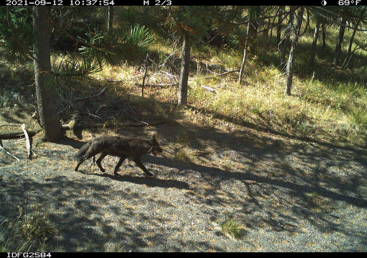 A wolf walking through a gravelly clearing is caught on an Idaho Department of Fish and Game motion-triggered trail camera image on September 12, 2021.