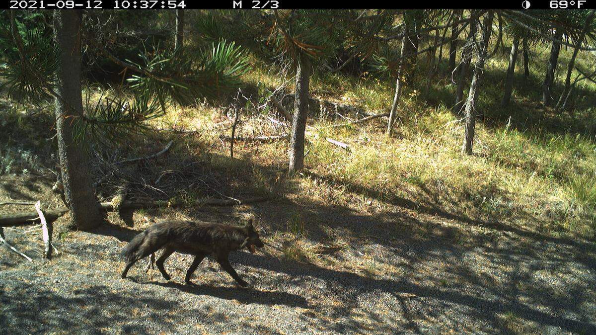 A wolf walking through a gravelly clearing is caught on an Idaho Department of Fish and Game motion-triggered trail camera image on September 12, 2021.