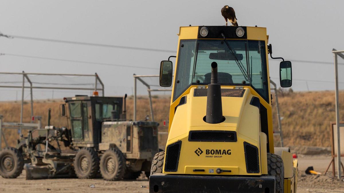 Nezzy finds a perch atop machinery at the landfill.