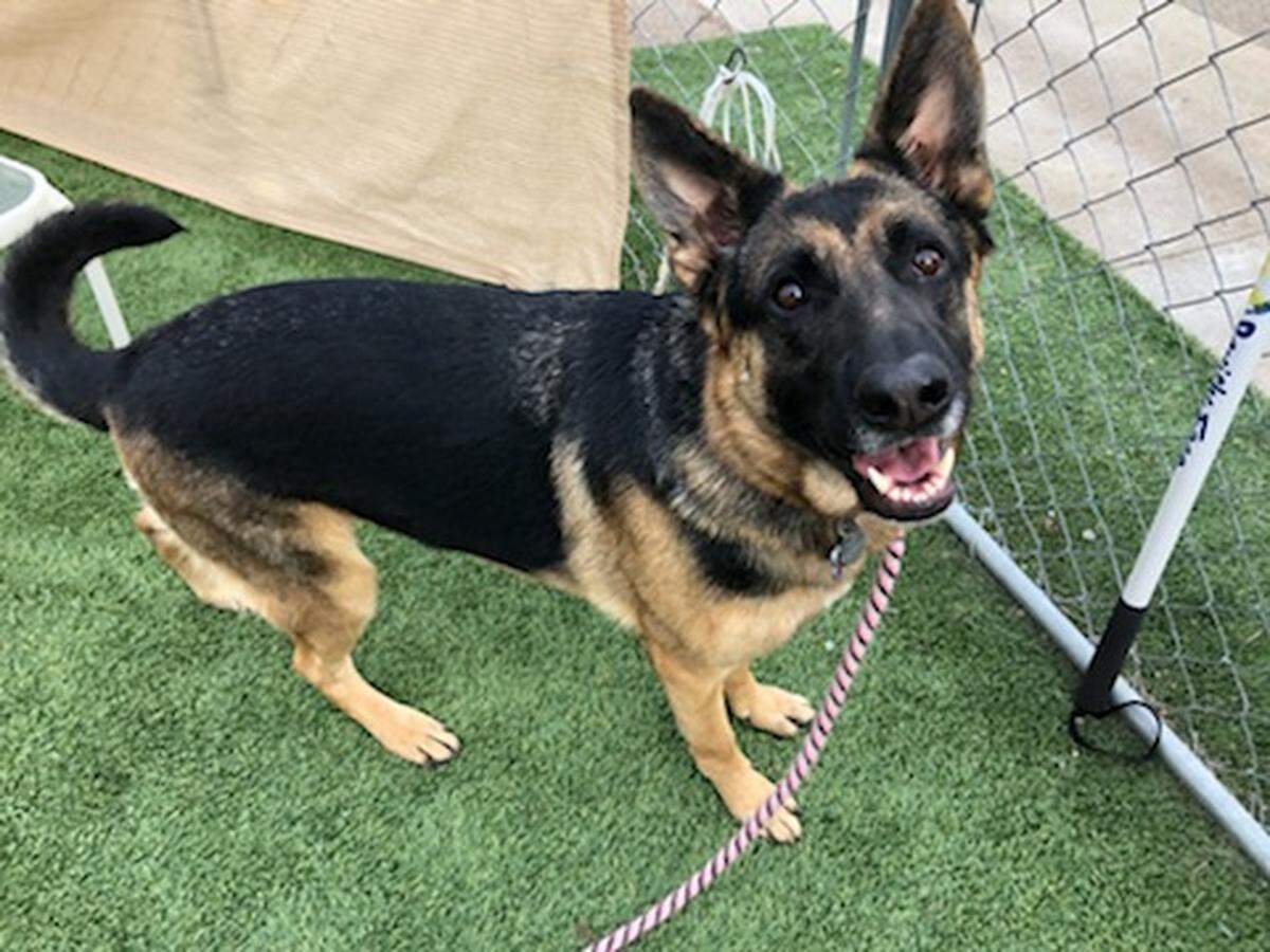 Scarlett the dog is available for adoption from the Meridian Canine Rescue.