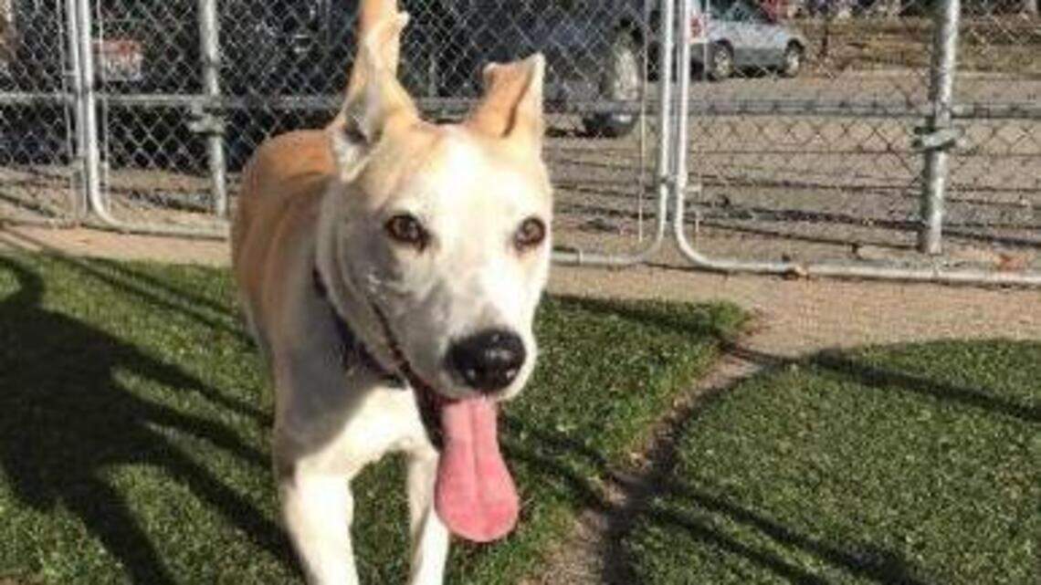 Meridian Pet of the Week: Penny