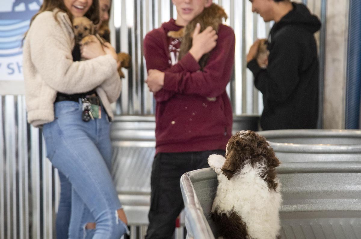 A goldendoodle puppy is eager to be picked up by people visiting Surf’s Up Puppy Shack on Tuesday, Oct. 22, 2019 in Meridian. The business owner directs clients to use hand sanitizer before petting puppies from a different litter to prevent spread of any possible disease.