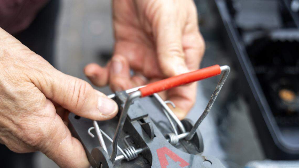 Why ‘bold’ rats thrive in the Treasure Valley — and how you can keep them in check