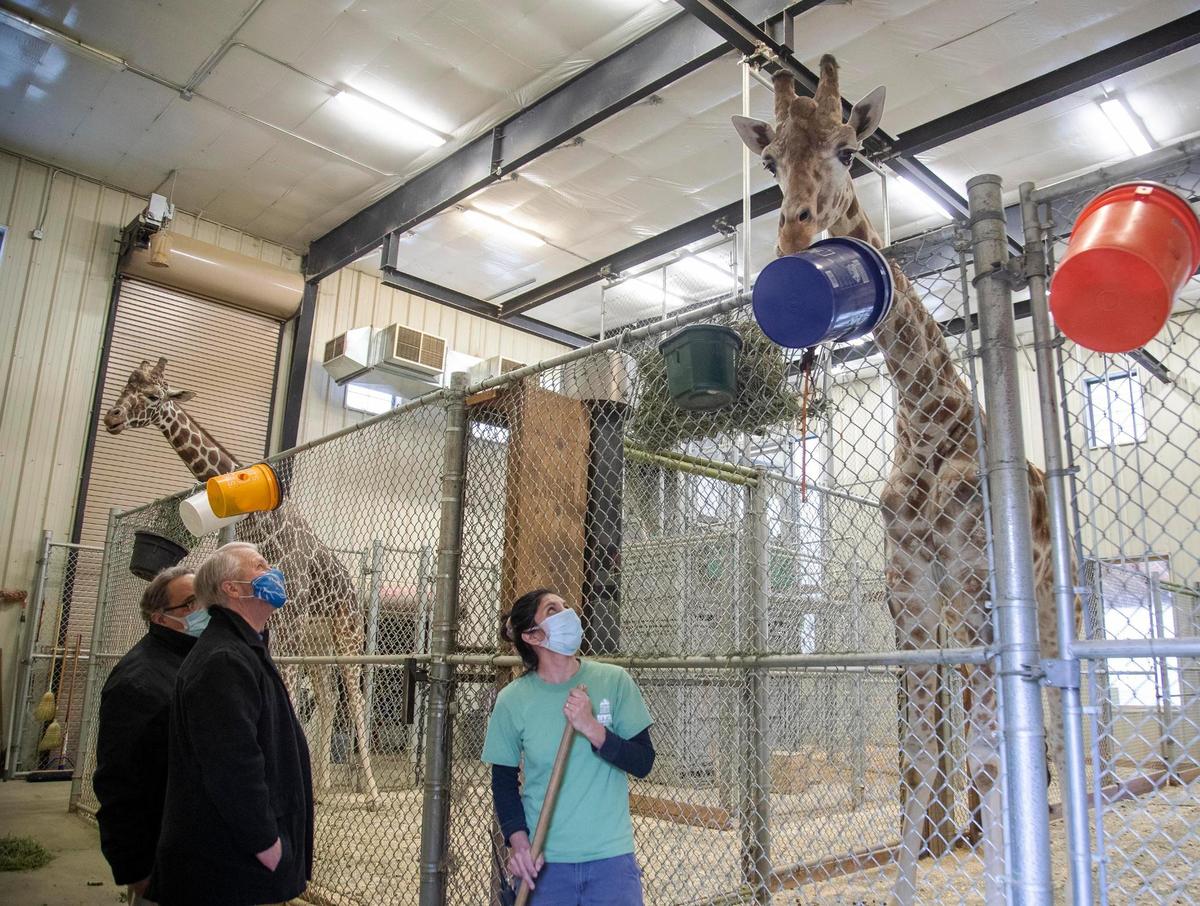 Zoo Boise worker Leticia Wirtz gives some attention to one of two giraffes while being visited by Zoo Director Gene Peacock, back, and Boise Parks and Recreation Director Doug Holloway Tuesday, Jan. 12, 2021.