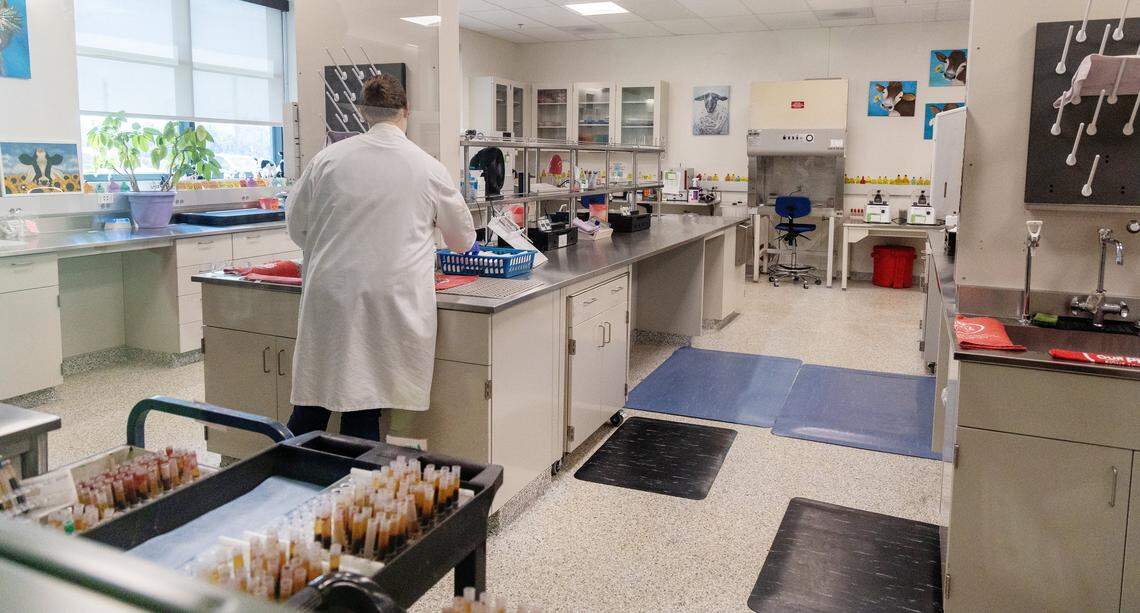 Employees work inside the brucellosis lab at the Idaho Animal Health Laboratory in Boise, Tuesday, July 29, 2025.