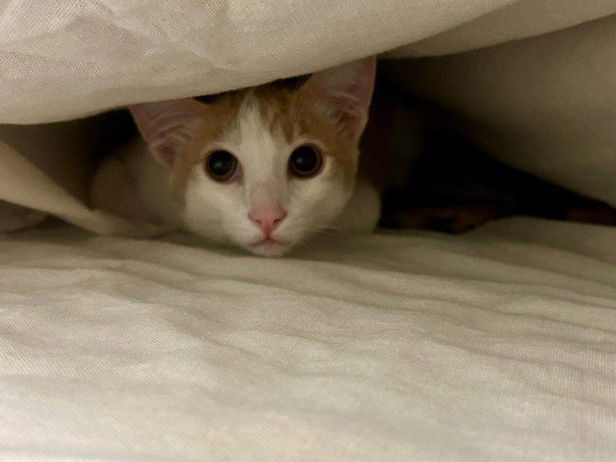 Idaho Statesman readers crowned Jib-jib, an orange tabby cat from Eagle, Idaho, the cutest cat in Treasure Valley in 2025.