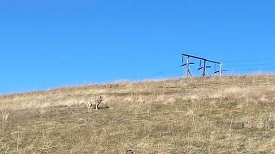 Coyotes and their pups call the Boise Foothills home. Here’s how you can stay safe on trails