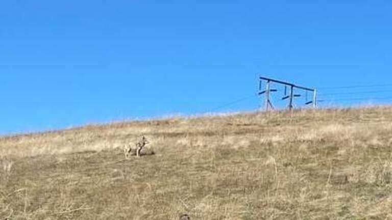 Coyotes and their pups call the Boise Foothills home. Here’s how you can stay safe on trails