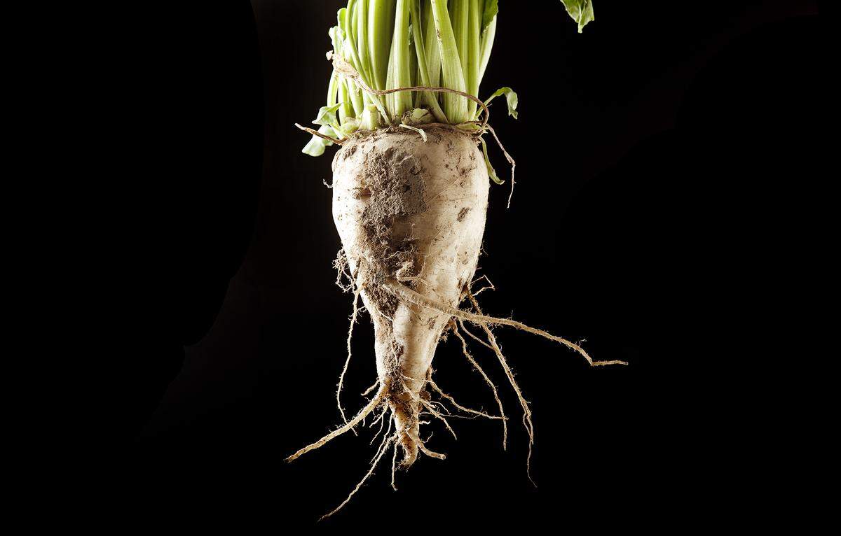 Sugar beets and other Idaho crops are commonly sprayed with the insectide chlorpyrifos. A court in August ordered the U.S. Environmental Protection Agency to ban the chemical within 60 days.