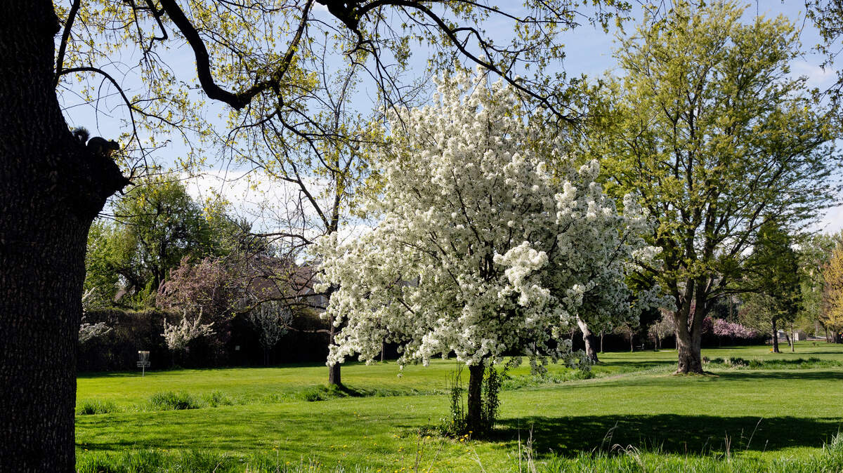 A tree comes alive with flower blooms at Ann Morrison Park in Boise.