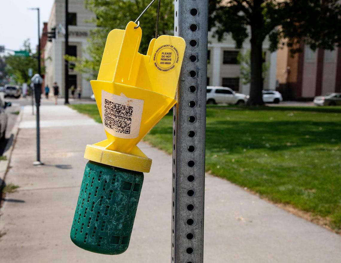 An Idaho Department of Agriculture Japanese beetle trap hangs from a sign post along 6th Street in downtown Boise on July 21, 2021. Japanese beetles attack over 300 species of plants and fruits.