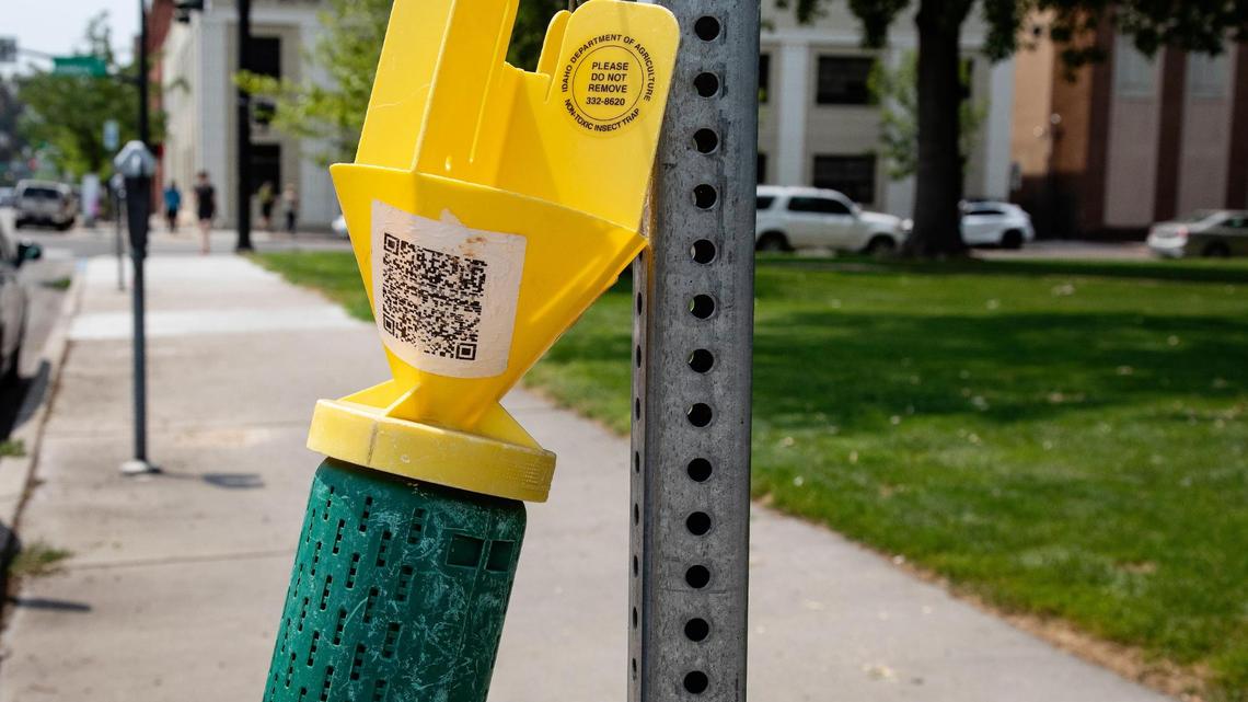 There are about 250 green and yellow objects hanging throughout Boise. What are they?