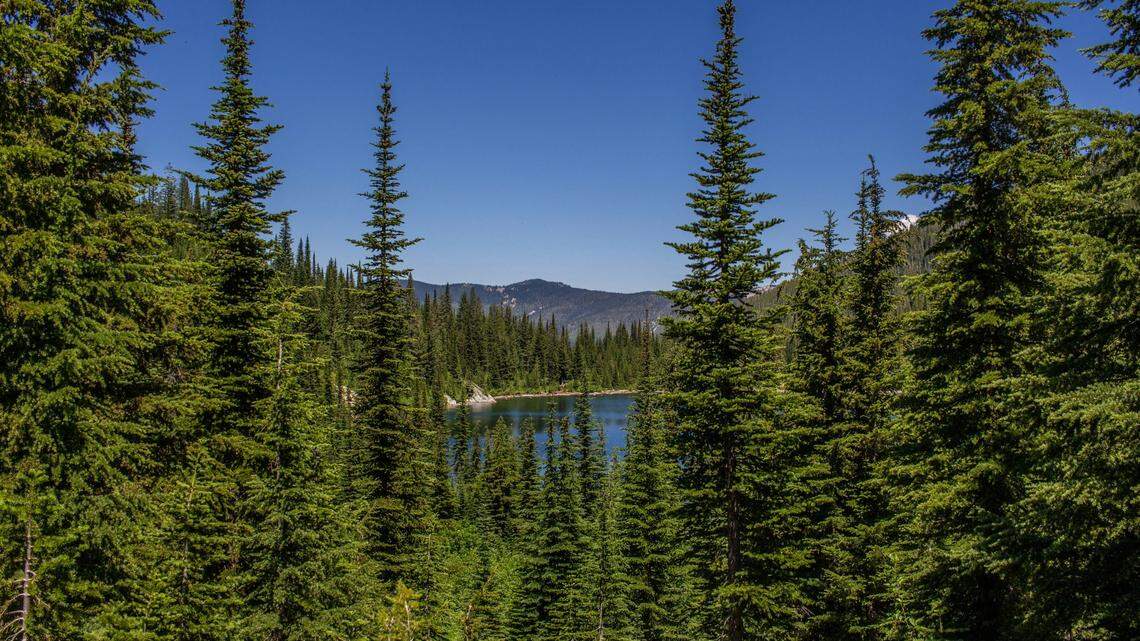 A grizzly bear was shot and killed by a hunter June 10 in northern Idaho, officials said.