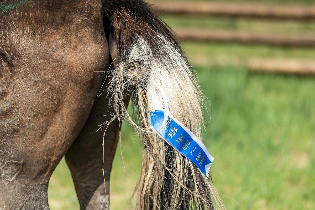 A blue ribbon from an Oregon equestrian event is tied in the tail of a horse ridden by Boisean Robert Long on the seventh day of the Mongol Derby. Long tied blue ribbons in the tail of each horse he was a frontrunner on.