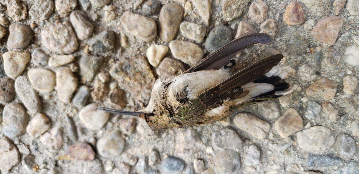 An Anna’s hummingbird collided with a window in downtown Boise in August 2021. The Golden Eagle Audubon Society tracked these collisions for 18 months in 2020 and 2021.
