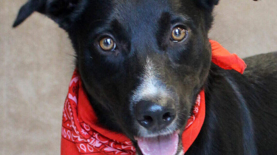 Ada County Pet of the Week: Loki