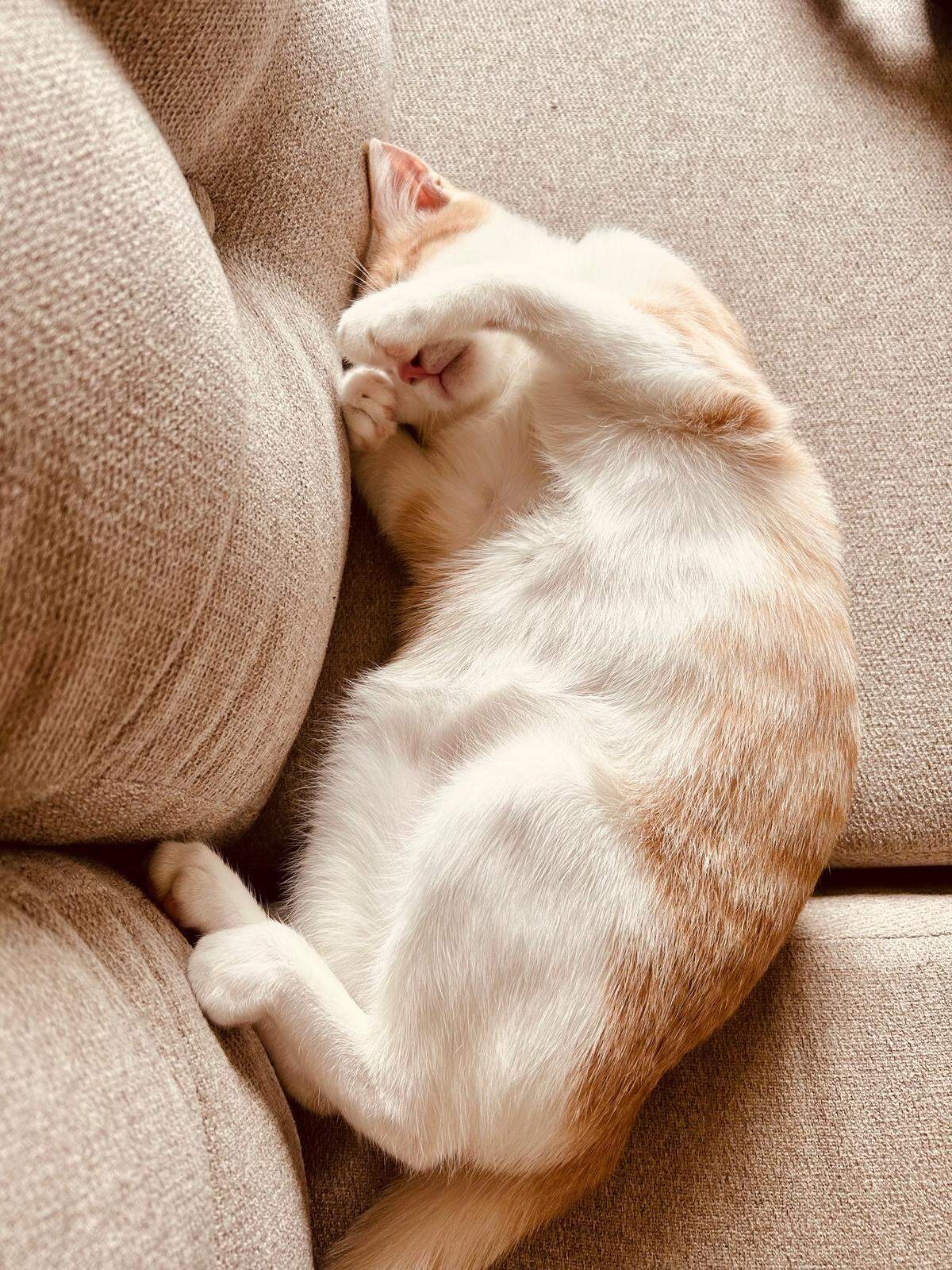 Idaho Statesman readers crowned Jib-jib, an orange tabby cat from Eagle, Idaho, the cutest cat in Treasure Valley in 2025.