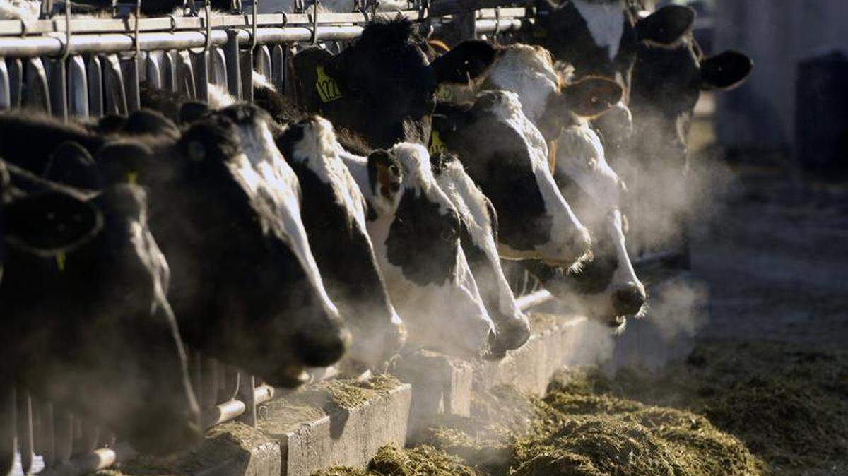 Holstein dairy cows feed through a fence at a dairy farm outside Jerome. The University of Idaho wants to build the nation’s largest research dairy and experimental farm in south-central Idaho.