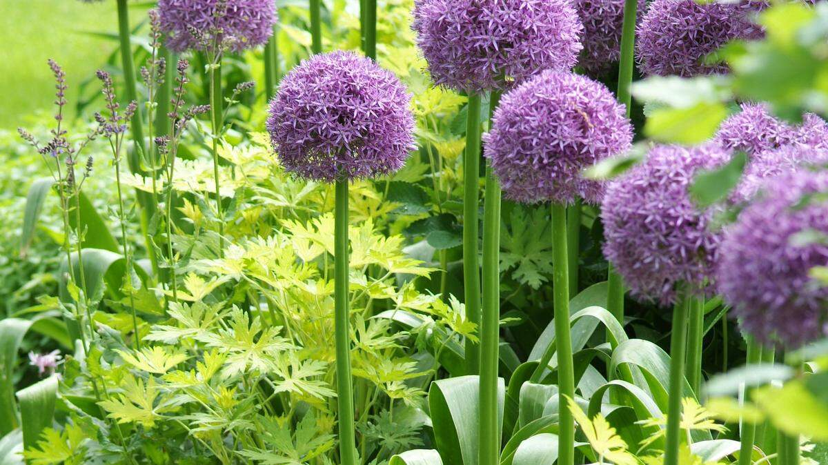 The Globemaster Allium, a hybrid that is bred for superior strength, grows up to 5 feet tall.