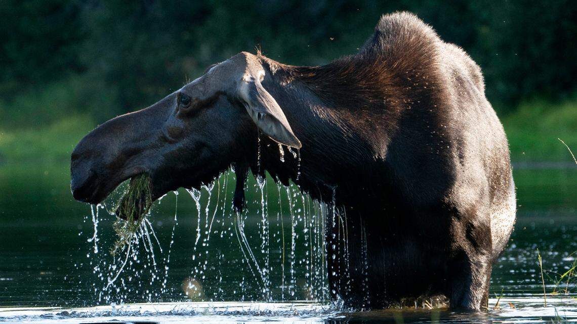 Water pours off a cow moose in Maine in 2020. In Colorado, a moose that attacked two people and a dog, seriously injuring a man was killed after charging rescuers, officials say.