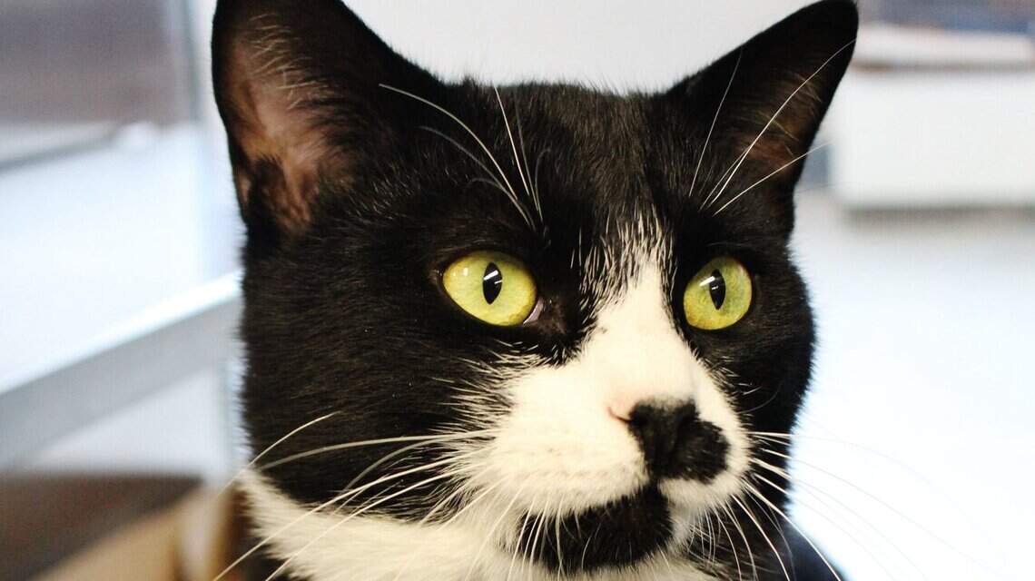 Ada County Pet of the Week: Glenn