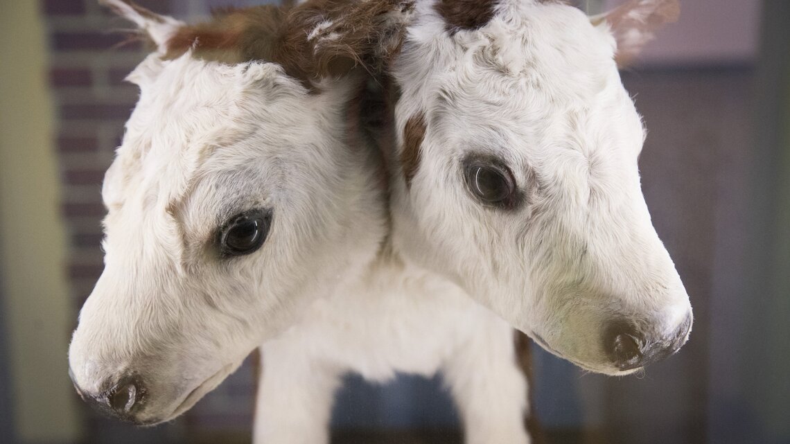 Hoof necklaces? A bomb? A 2-headed cow? These are the new Idaho museum’s top 10 items