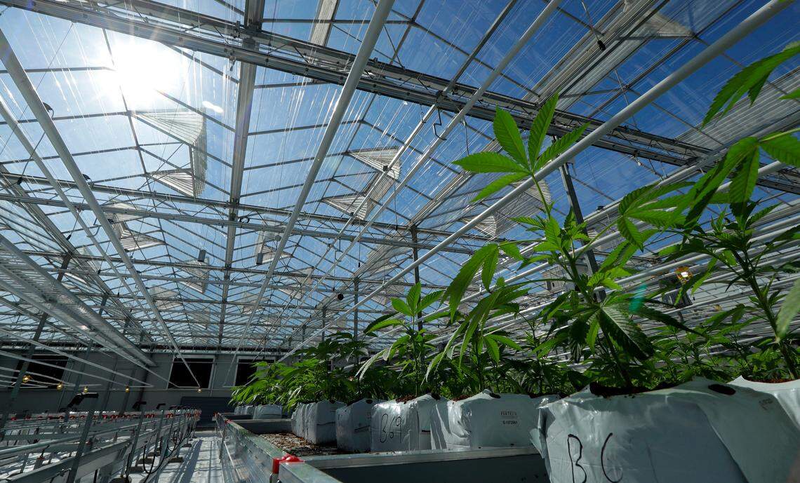 Marijuana plants grow in September in a massive tomato greenhouse being renovated to grow pot in Delta, British Columbia, that is operated by Pure Sunfarms. In October, Canada became the second and largest country with a legal national marijuana marketplace.
