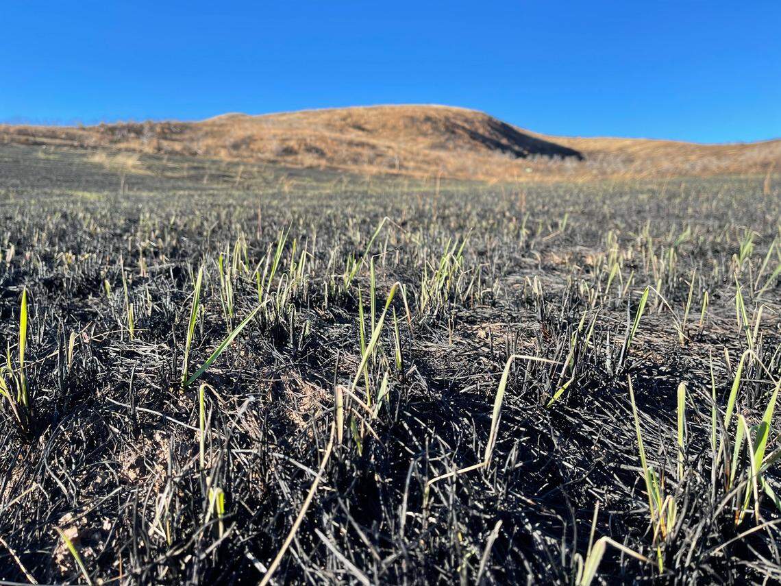 Grass growing naturally along Highway 21 in an area burned by the Valley Fire.