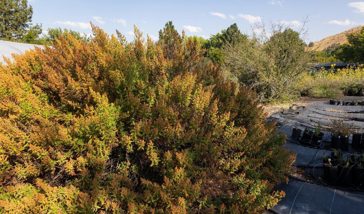 Chamaebatiaria millefolium, also known as desert fernbush, is a shrub that does well in xeriscaping because it tolerates drought conditions.