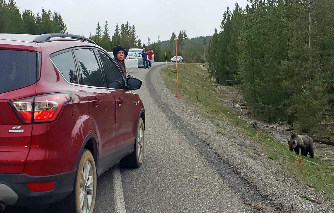 Yellowstone National Park visitors pull over in May to view and photograph a bear along a road, creating a bear jam. Getting too close to bears is not only a threat to humans, but also habituates wildlife to human contact.