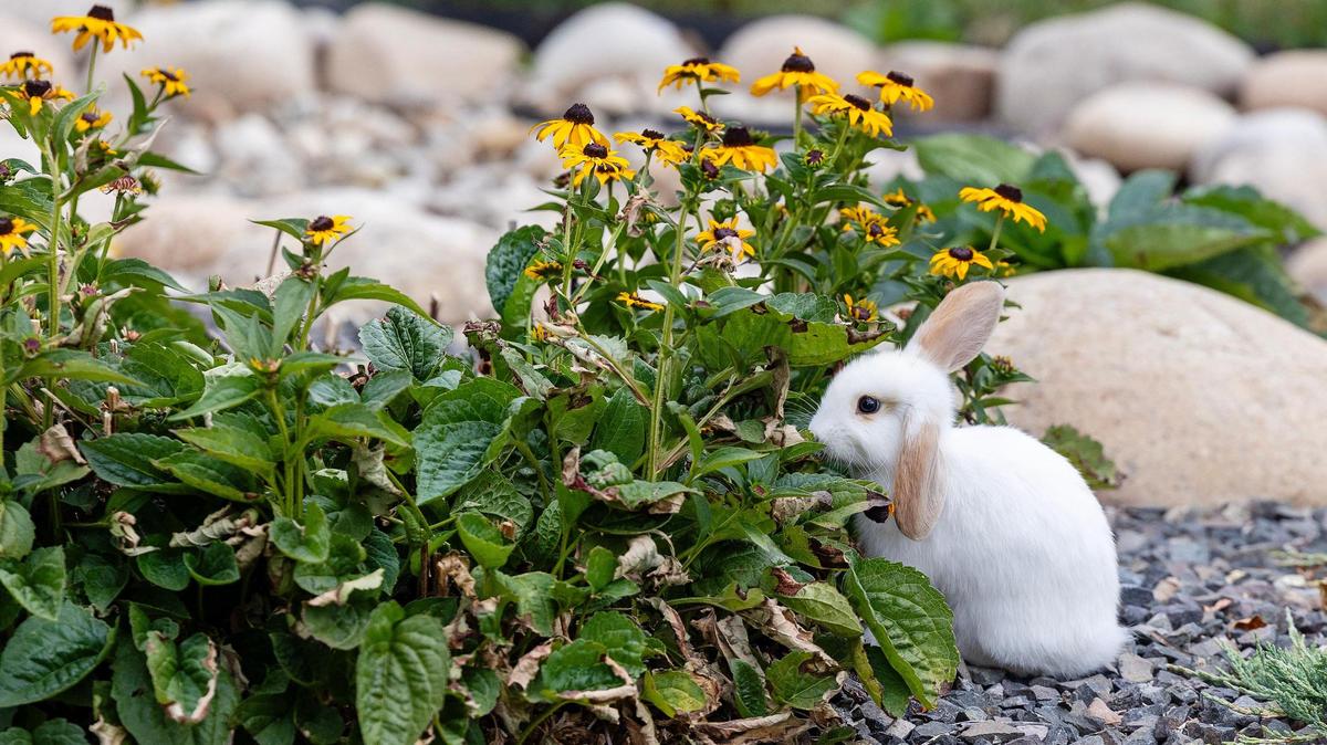 Residents have complained of an overpopulation of Boise “Bench bunnies” eating flower beds and spooking dogs.