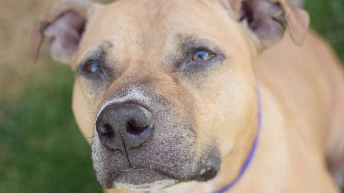 Canyon County Pet of the Week: Cooper