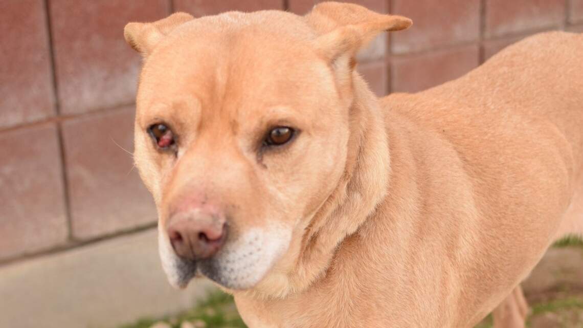 Canyon County Pet of the Week: Ozzy