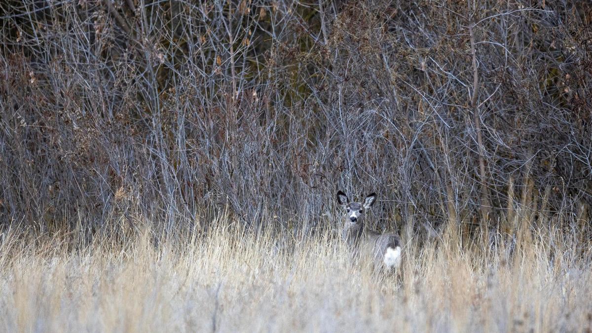 A deer stands near the Kingfisher Trail at Deer Flat National Wildlife Refuge in Nampa.
