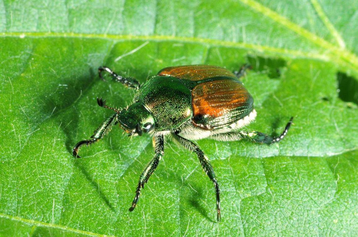 A beetle on a leaf with a green metallic front third and a coppery brown back two-thirds.