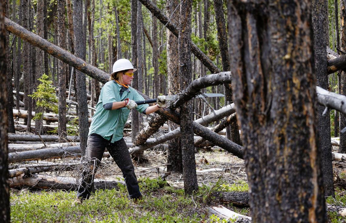 Hannah Fobert of the Sawtooth Society uses a handsaw to clear a fallen tree from a trail in the Sawtooth National Recreation Area on June 2. Volunteer groups, such as the Sawtooth Society, provide much of the maintenance of the hundreds of miles of trails in the SNRA.