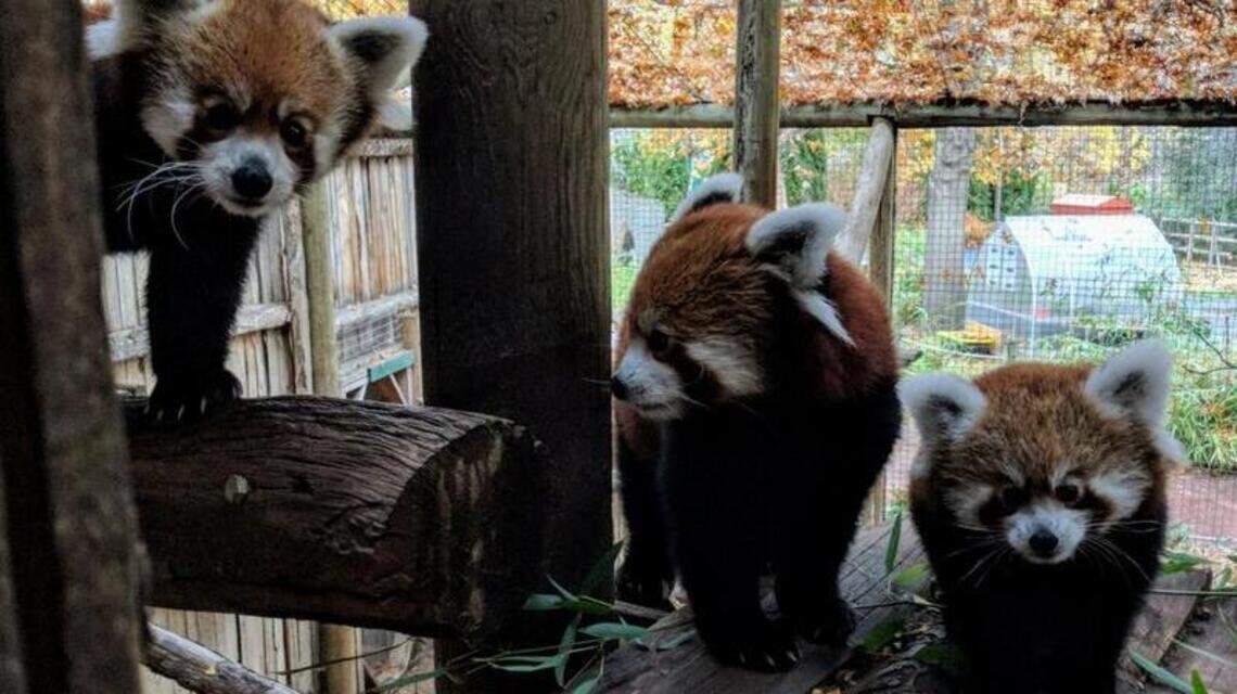 2019 Best Place to Take the Family: Zoo Boise