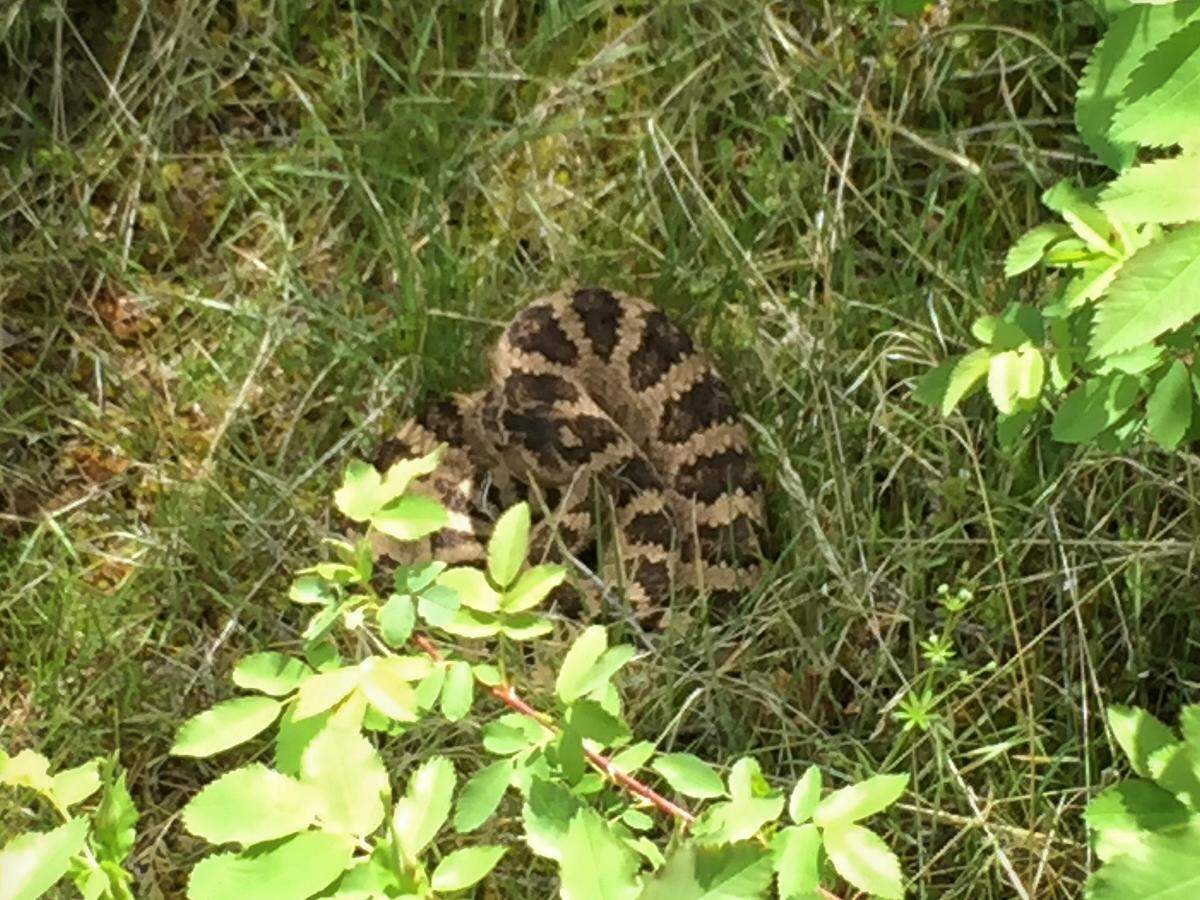 A Great Basin rattlesnake along the Perjue Canyon trail.